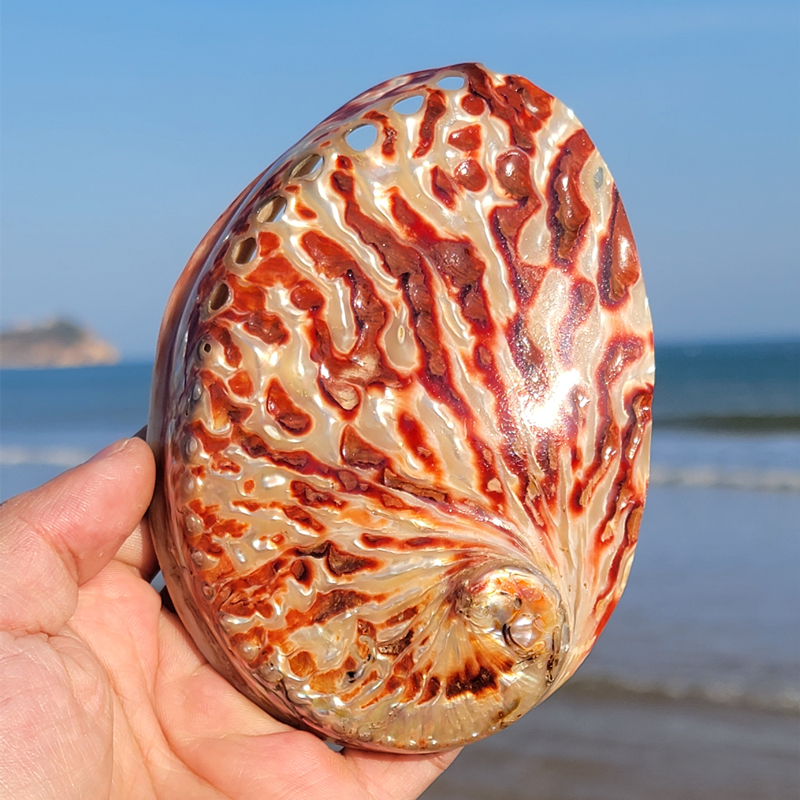 Marine Aquarium Aquascape - Home Decoration Red Pattern Abalone SeaShells