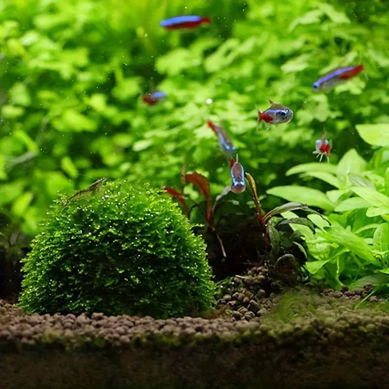 Plastic Aquarium Moss Ball Fil - Marine Aquarium Aquascape avis et prix
