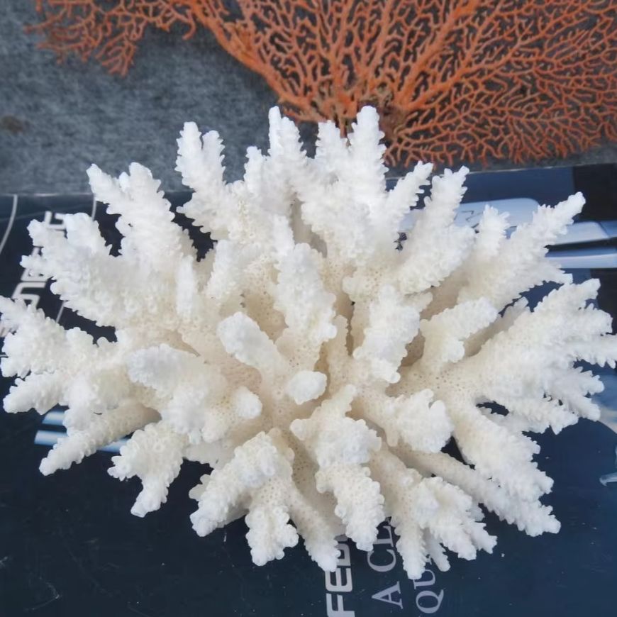1pc Natural White Coral Cluste - Aquarium And Marine avis et prix