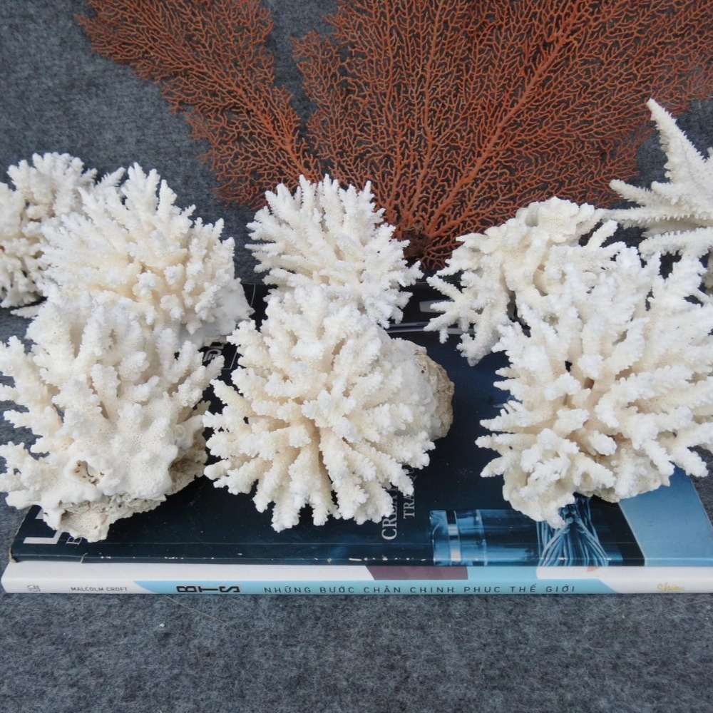 1pc Natural White Coral Cluste - Aquarium And Marine avis et prix