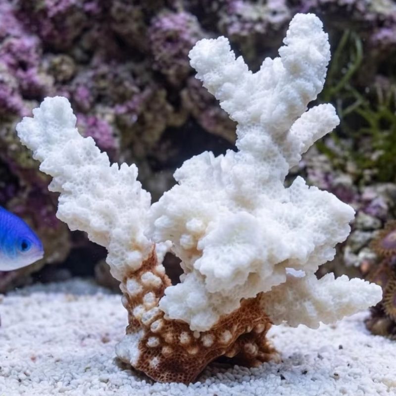 1pc Natural White Coral Cluste - Aquarium And Marine avis et prix