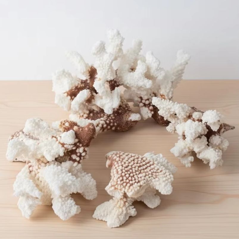 1pc Natural White Coral Cluste - Aquarium And Marine avis et prix